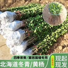 围墙篱笆植物大叶北海道黄杨苗冬青树苗四季常青耐寒庭院绿篱树苗