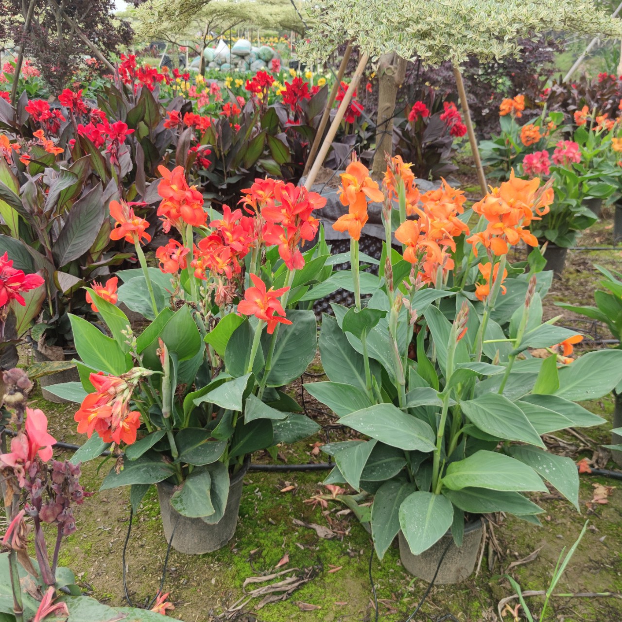 2203供应 进口矮化 美人蕉 盆栽 矮生美人蕉 卡诺娃 热带系列