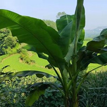 芭蕉叶新鲜现摘香蕉叶子粑粑叶做糍粑粽子糕点糯米烧烤摆盘烤鸡