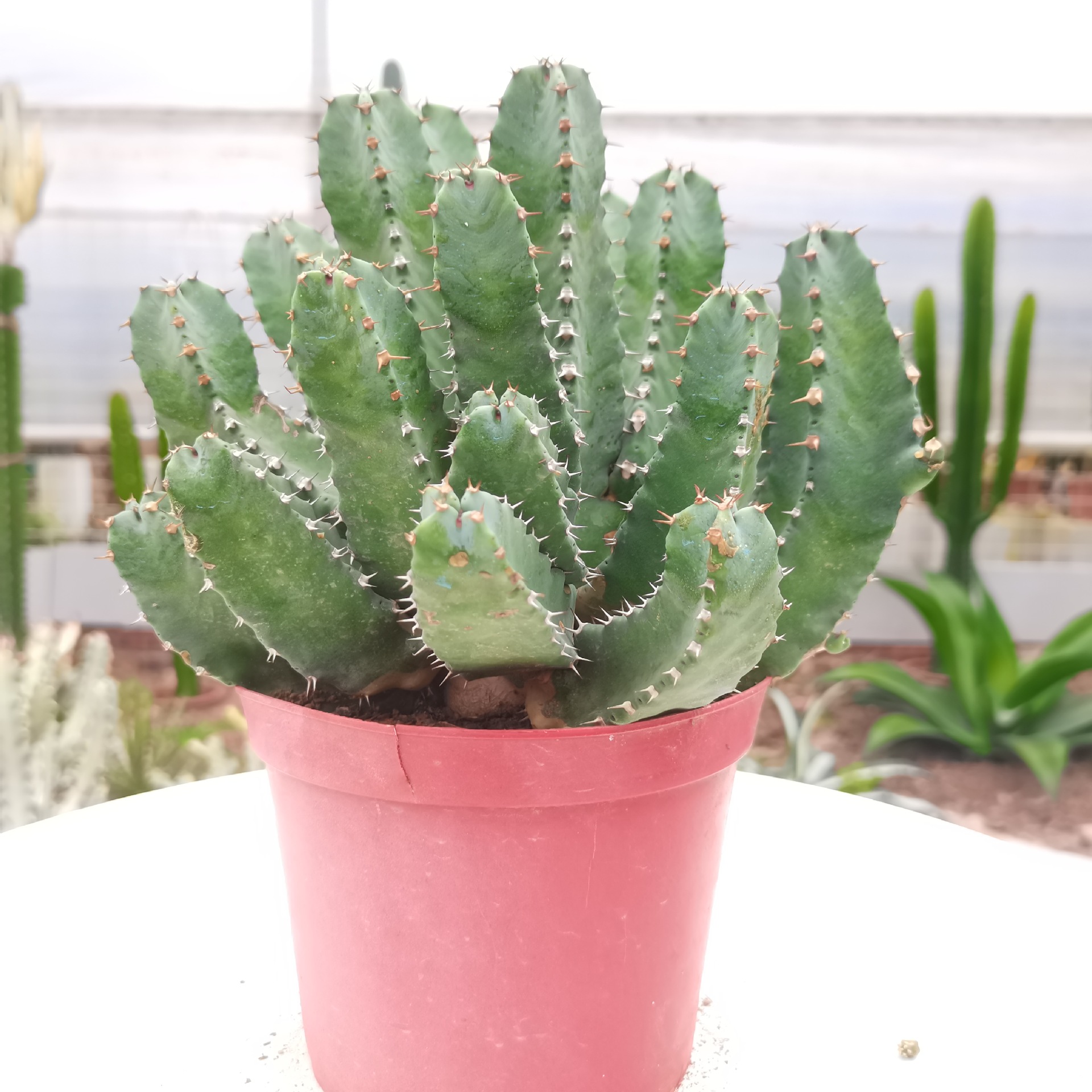 【产地直发】白角麒麟仙人掌批发仙人球批发多肉植物批发盆栽批发