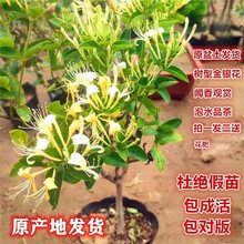 金银花树四季金银花树形盆栽地栽花卉绿植阳台庭院盆景花带原盆土