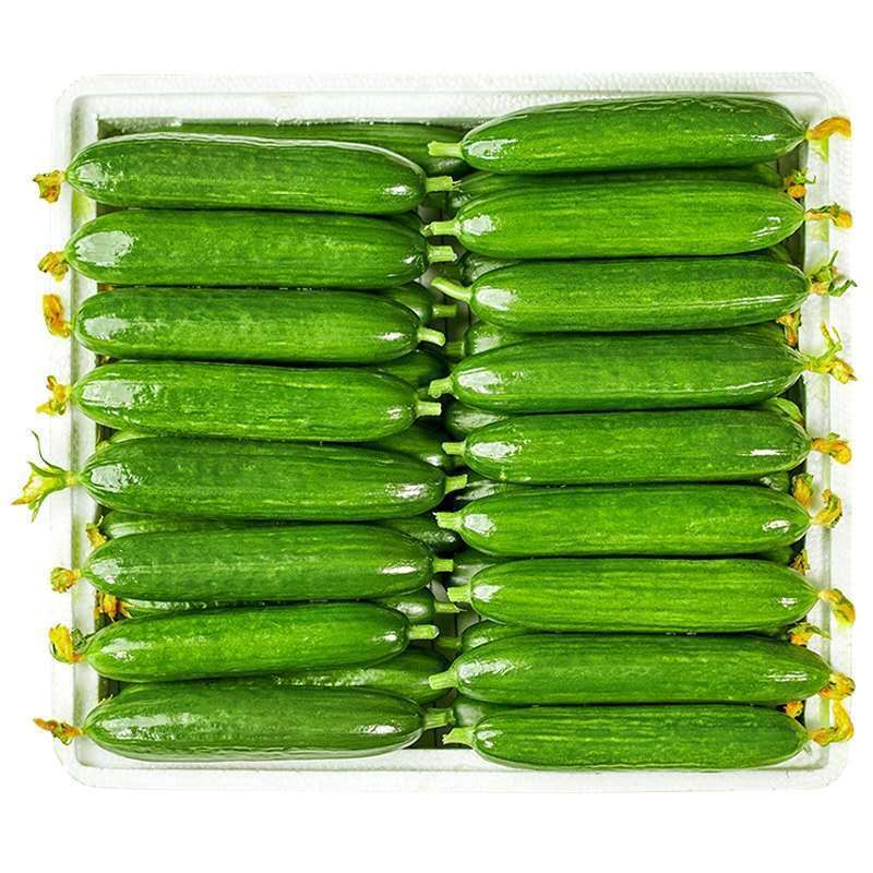 【现摘现发】水果小黄瓜新鲜批发3斤5斤1斤生吃无刺青瓜绿色蔬菜