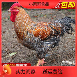 纯种大型金芦花鸡种蛋受精蛋可孵化小鸡的蛋种蛋土鸡种蛋20枚