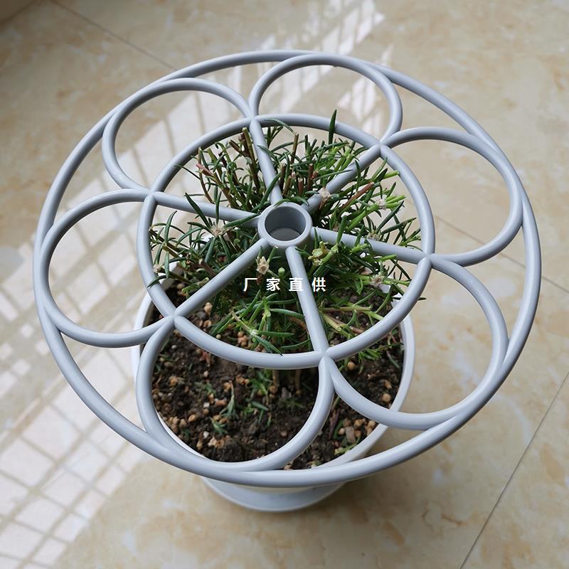 重瓣太阳花花架固定杆爬藤植物心叶球兰棒棒糖造型支撑花支架子