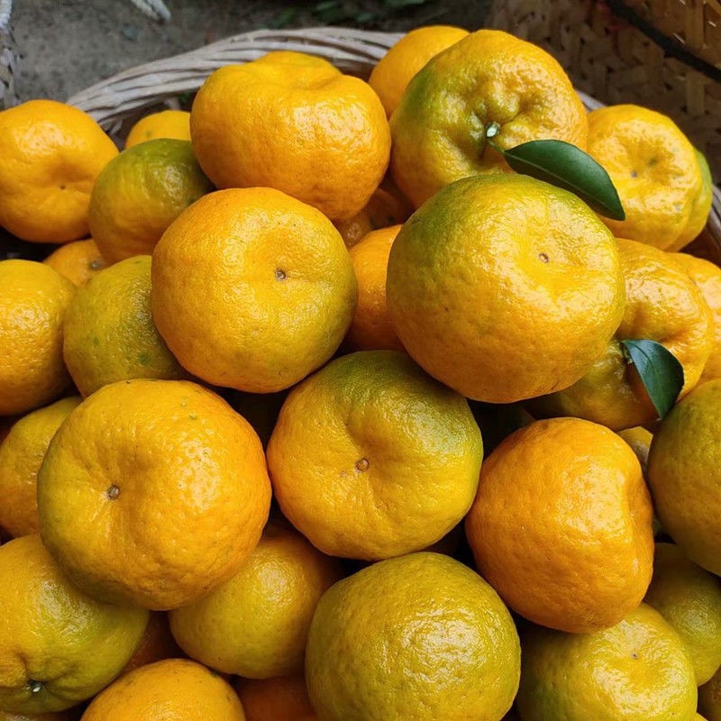 福建永春芦柑新鲜10斤橘子当季现摘甜水果椪碰柑桔子包邮整箱