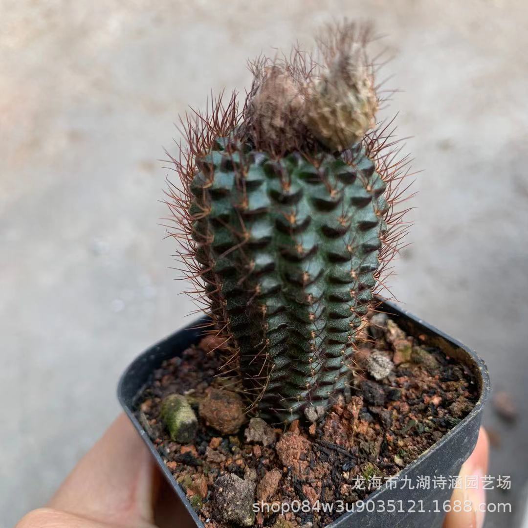 蜈蚣丸 蜈蚣王 实生高5cm 批发仙人球仙人掌绿植盆栽-阿里巴巴