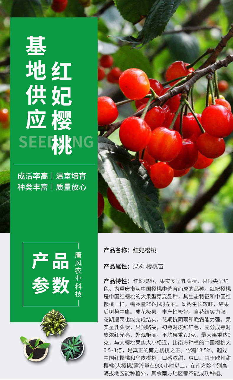 树苗成活率咨询蓬径咨询地径咨询高度咨询货号红妃樱桃商品属性江苏省