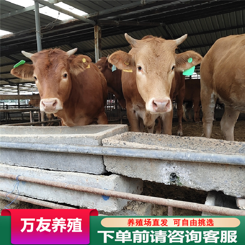 贵州黔南育肥肉牛犊改良肉牛鲁西黄牛出售带犊鲁西黄牛母牛活体
