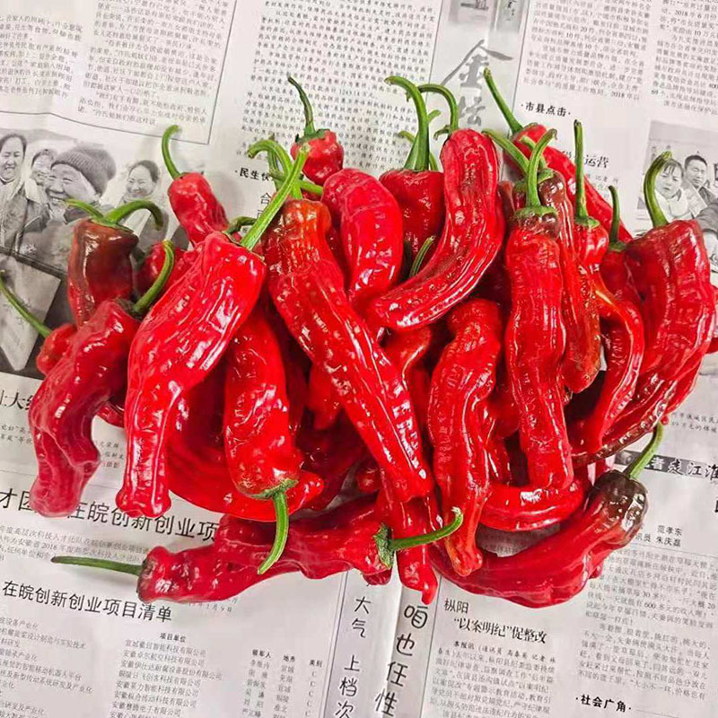 农家自种新鲜蔬菜安徽枣庄皱皮辣椒薄皮红辣椒特辣辣椒酱剁椒现摘