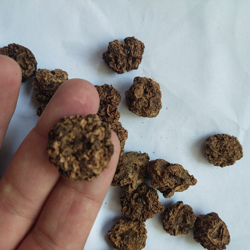 新货干木天蓼虫瘿果批发葛枣猕猴桃马枣子藤天蓼廖果整个木天蓼子