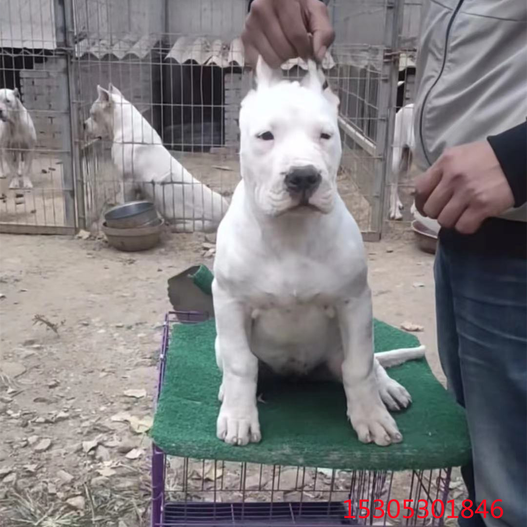 出售纯种阿根廷杜高犬幼犬活体白色护卫犬海盗斗犬大狼狗幼崽价格