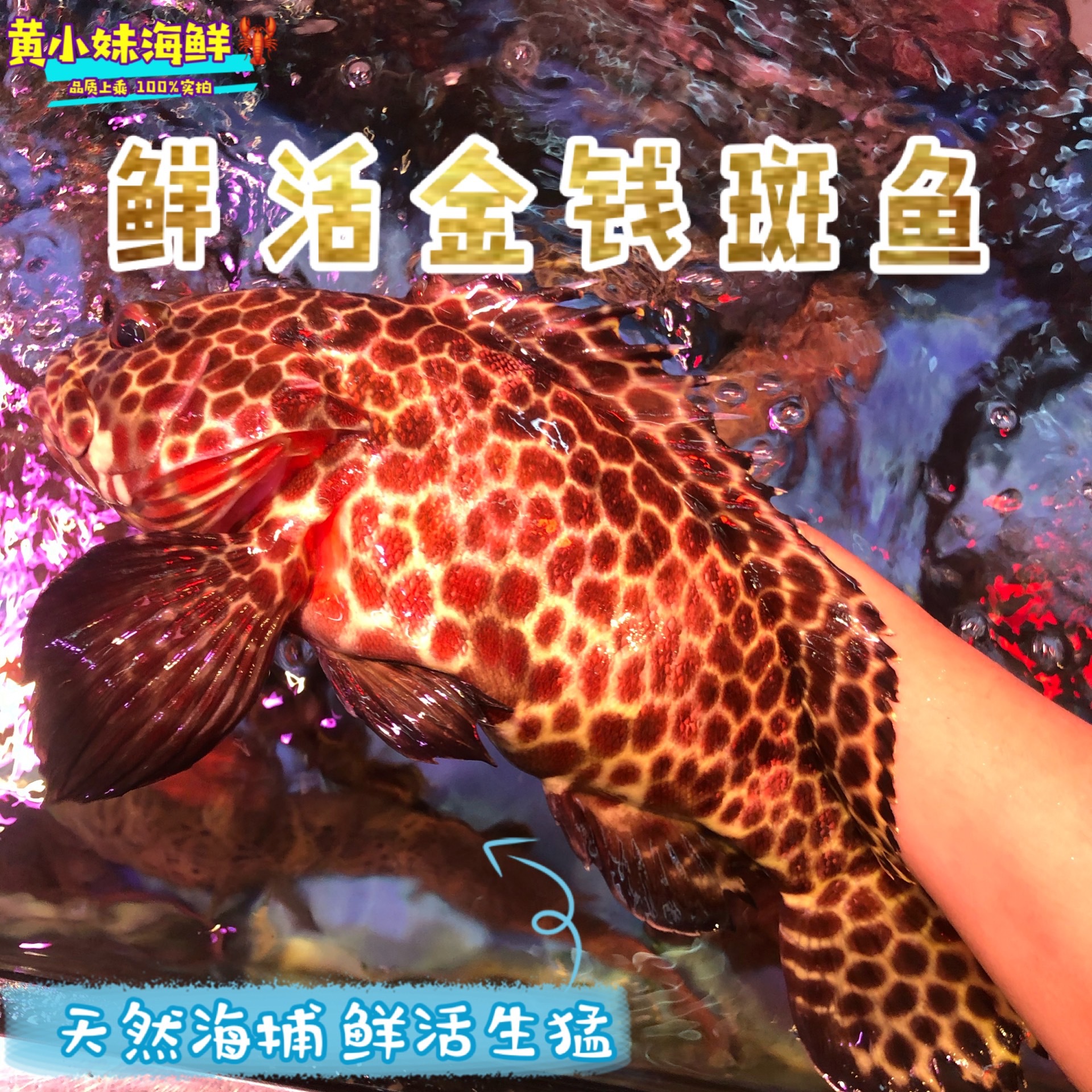鲜活斑鱼澳州进口海鱼野生海捕老鼠斑东星斑新鲜石斑鱼1斤价-阿里巴巴