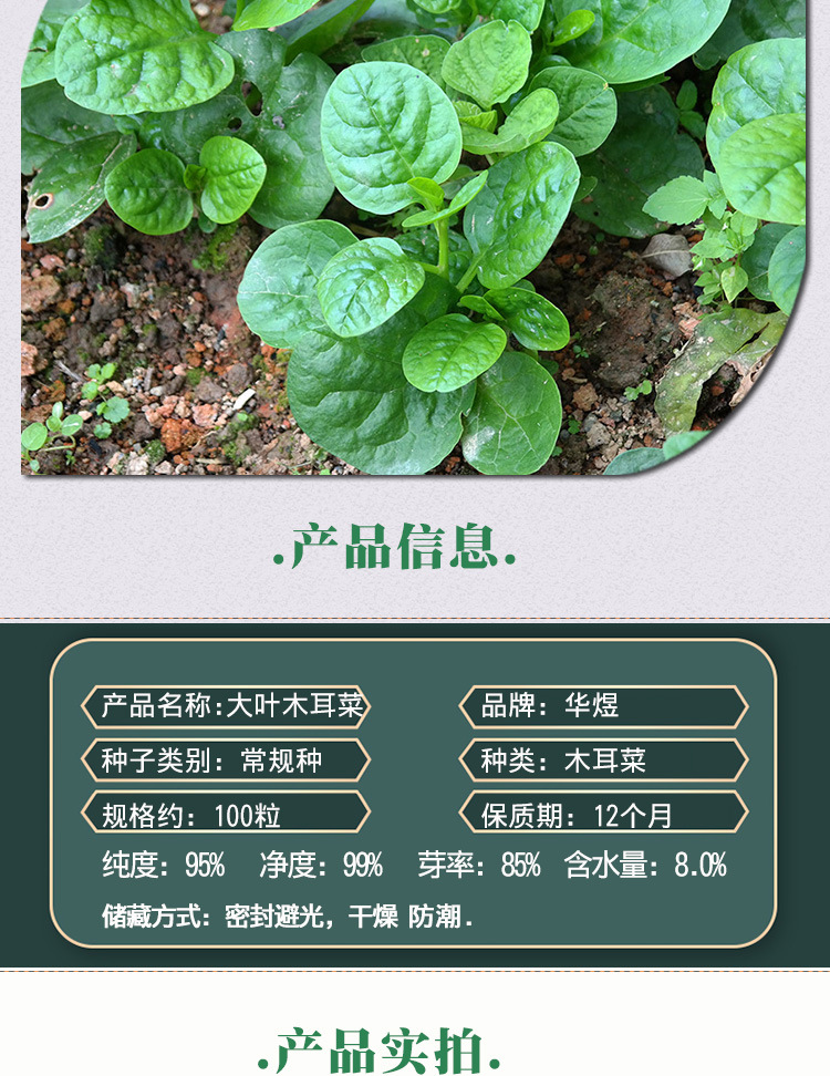 大叶木耳菜种子 农田菜园种肉厚细嫩鲜美木耳菜籽 蔬菜种子