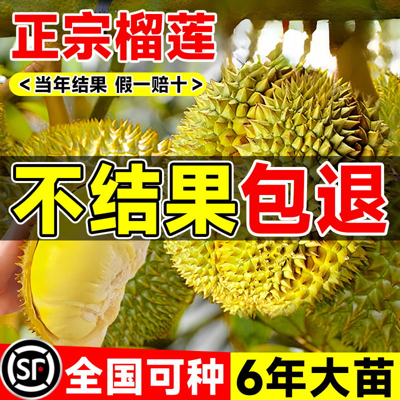 榴莲树果苗南北方种金枕榴莲正宗广西嫁接猫山王矮化盆栽水果树苗