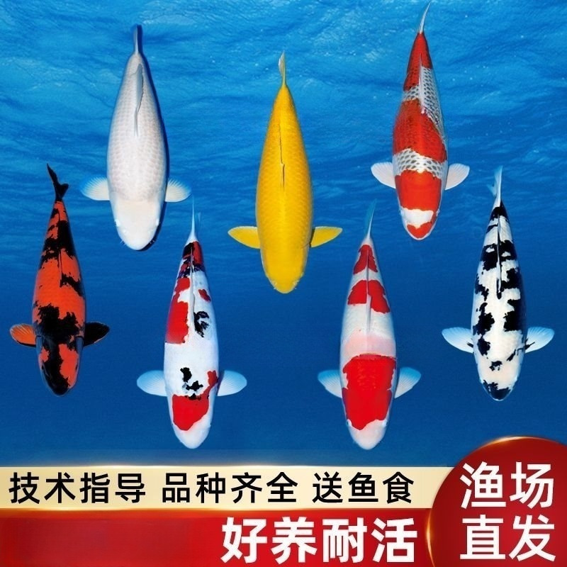 精品锦鲤鱼纯种日系白写绯写辉龙红白三色黄金好养耐活观赏鱼批发