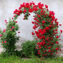 一件代发大花红色爬藤月季苗御用马车庭院爬墙四季玫瑰藤本蔷薇浓