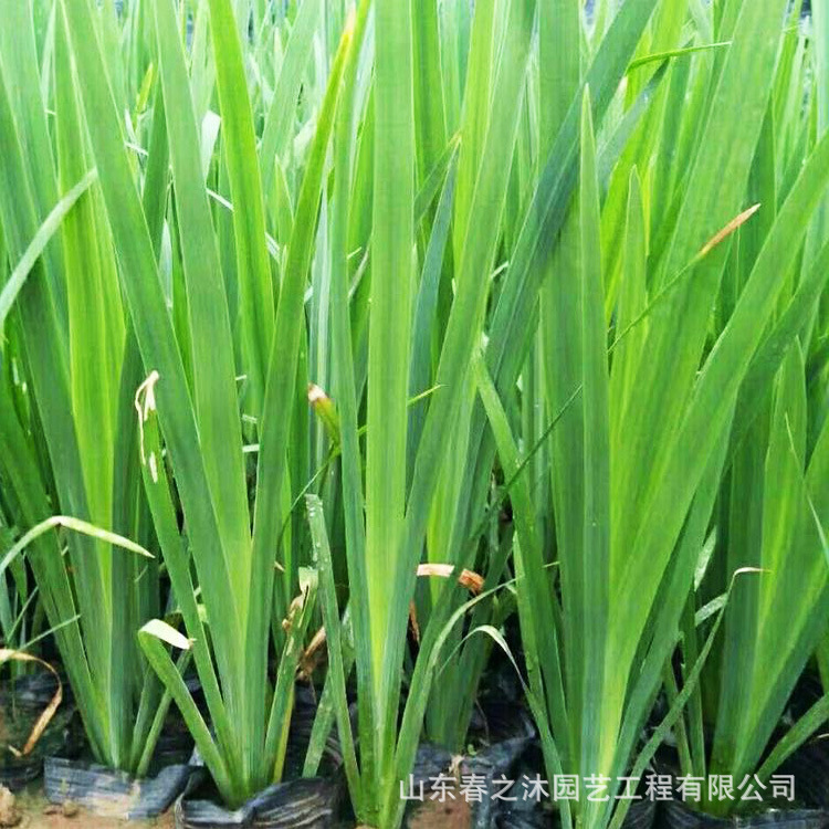 湖边浅水塘葱蒲水生植物水丈葱苗圃批发河道绿化景观水处理水葱苗