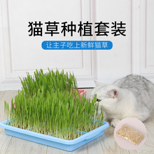 无土种植猫草小麦助消化猫草零食清洁口腔猫草大号水栽培盒套装