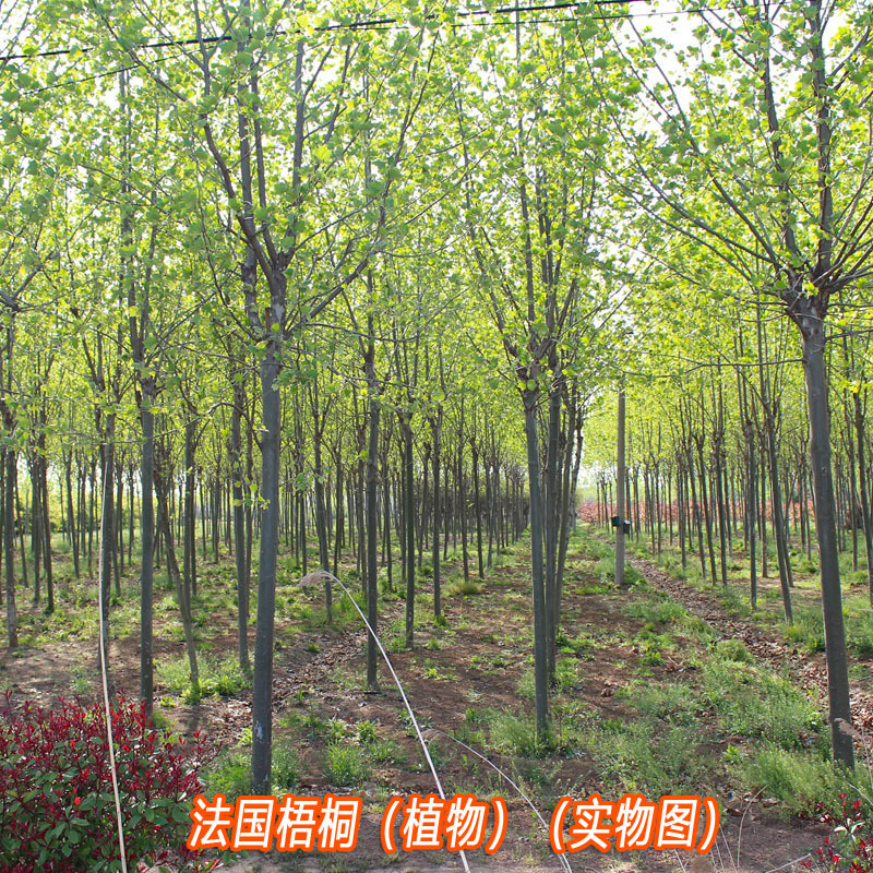 批发法桐树种子又名法国梧桐树三球悬铃木裂叶悬铃木落叶大乔木种