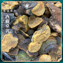 西藏特产桑树杨树桦树桑黄金边灵芝产地货源 一件代发量大价优