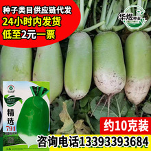 京农益通精选791萝卜种子 罐萝卜籽 菜园农家甜脆生吃大青萝卜孑