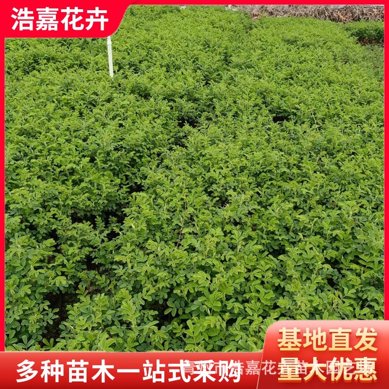 四季玫瑰鲜花盆栽  庭院小区用苗木鲜花盆栽青州用鲜花苗木盆栽用