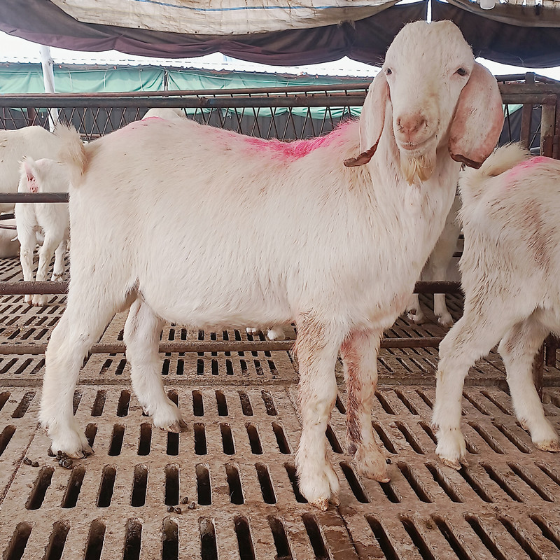 美国大白羊价格 白山羊出售 雪豪养殖场出售波尔山羊羊羔 货到付