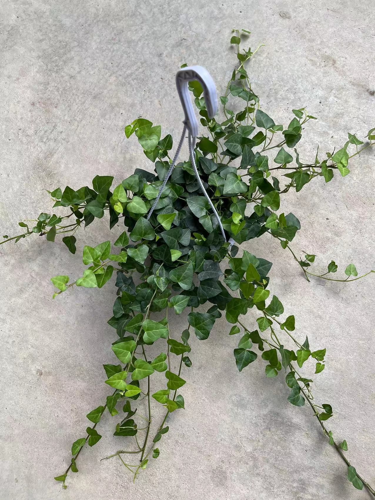 165#心形常春藤盆栽 室内阳台四季常青观叶垂吊植物 净化空气