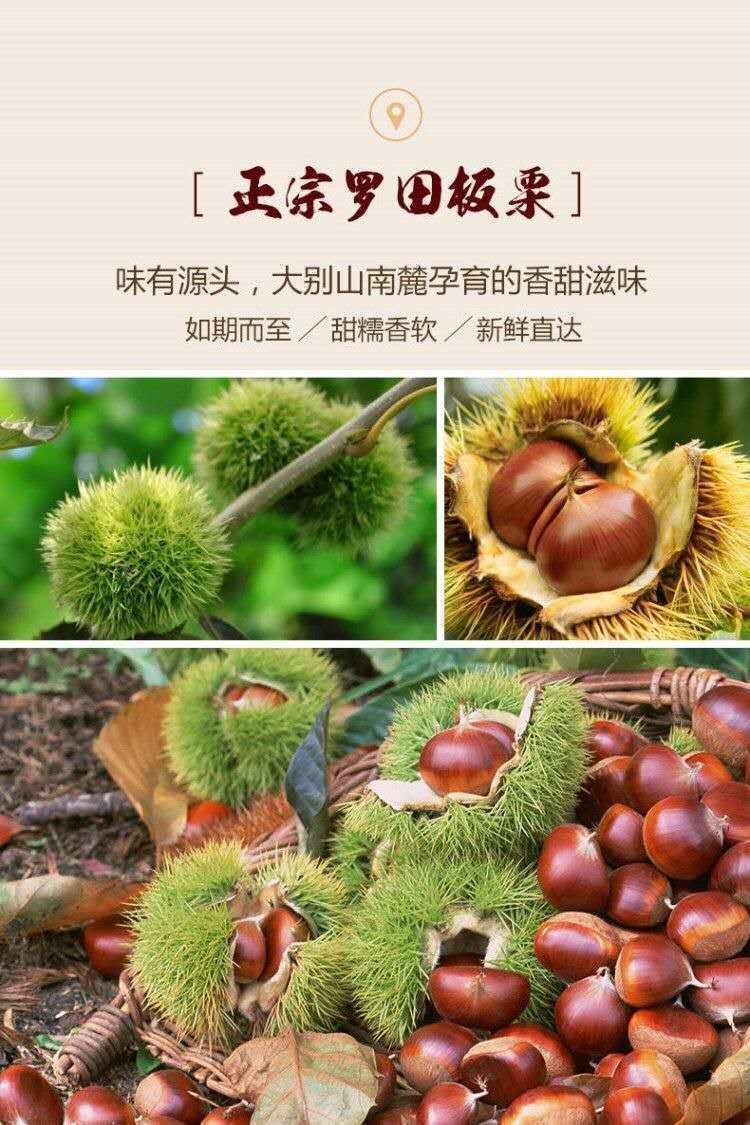 板栗生新鲜现剥罗田板栗仁煲汤做菜栗子甘栗仁去皮去壳批5斤批发