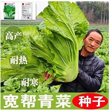 宽帮青菜耐寒高产包菜腌渍泡菜酸菜鱼春秋季四川特色芥菜种籽