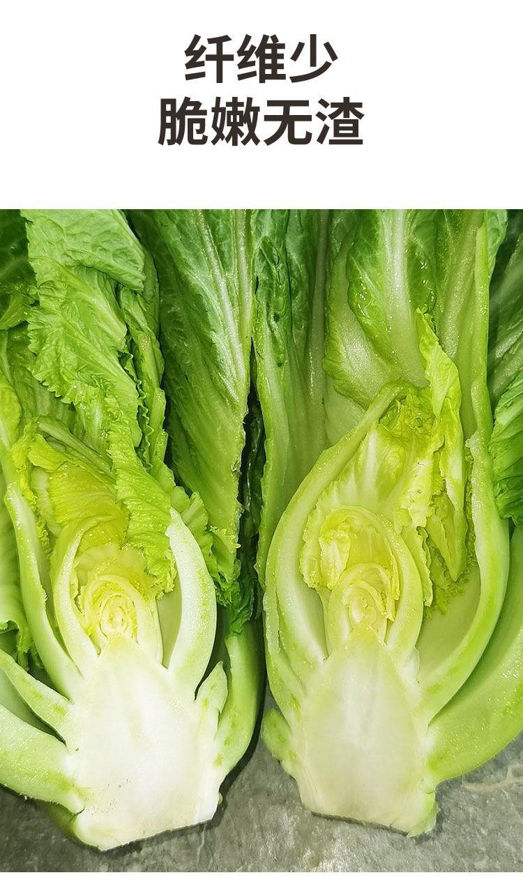 包心芥菜种子 高钙菜庭院阳台种菜籽盆栽四季播家庭春季蔬菜种籽