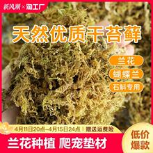 干苔藓水苔青苔兰花蝴蝶兰石斛种植营养土乌龟垫材基质养花