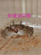 迷你辣椒蟹宠物活体微景观水族清洁工狗头鱼饲料