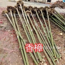 供应香樟树苗批发 苗木 工程苗木 各种规格齐全 量大优惠