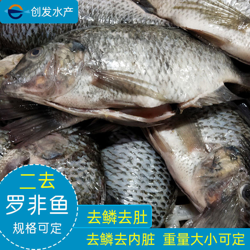 创发水产 二去罗非鱼冷冻去鳞去内脏去肚 规格重量大小可定非洲鲫