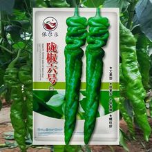高产巨型陇椒种子种籽辣椒螺丝椒陇椒六号蔬菜苗秧孑籽种蔬菜种子