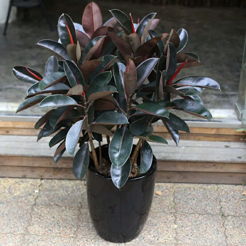 橡胶榕盆栽 橡皮树 黑金刚黑叶大叶植物室内外办公室清新空气绿植