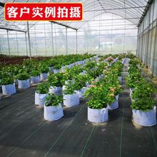 无纺布美植袋批发钵苗木花盆苗圃种植袋可降解植树袋厚育苗袋