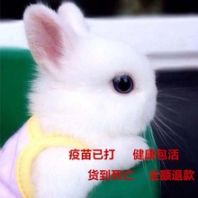 兔子活体小兔子侏儒兔迷你长不大小型熊猫垂耳小白兔小型宠物兔
