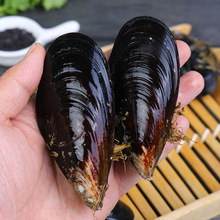 青口贝鲜活特大新鲜野生海虹淡菜贻贝海鲜水产贝类3斤/5斤/10斤