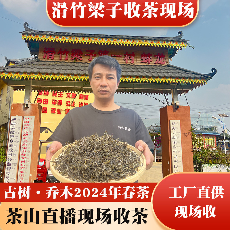 云南2024古树春茶滑竹梁子普洱茶生茶工厂现货批发