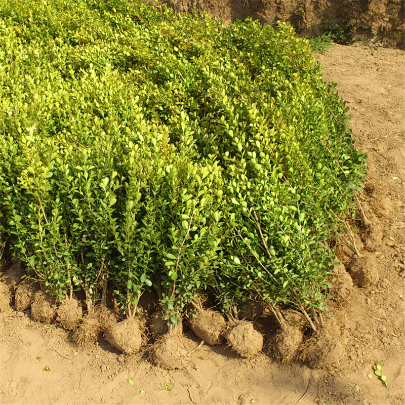 小叶黄杨苗园林绿化树苗南方北方种植黄杨庭院地栽盆栽瓜子黄杨球