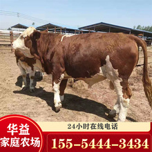 西门塔尔牛肉牛犊价格 500斤左右西门塔尔牛一头育肥牛犊