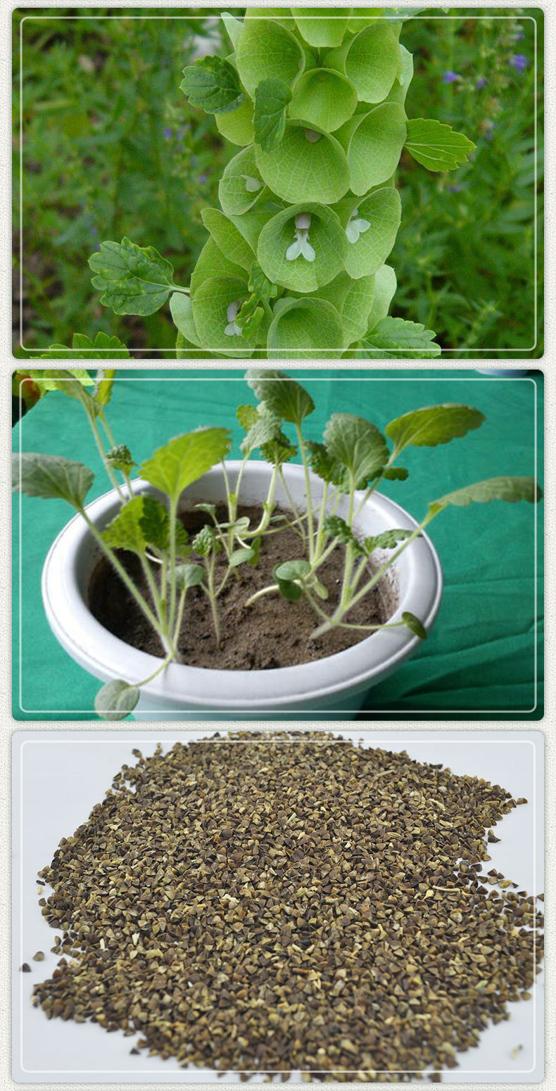 贝壳花种子批发 景观绿化四季家庭盆观赏花观赏草工程用草花种子