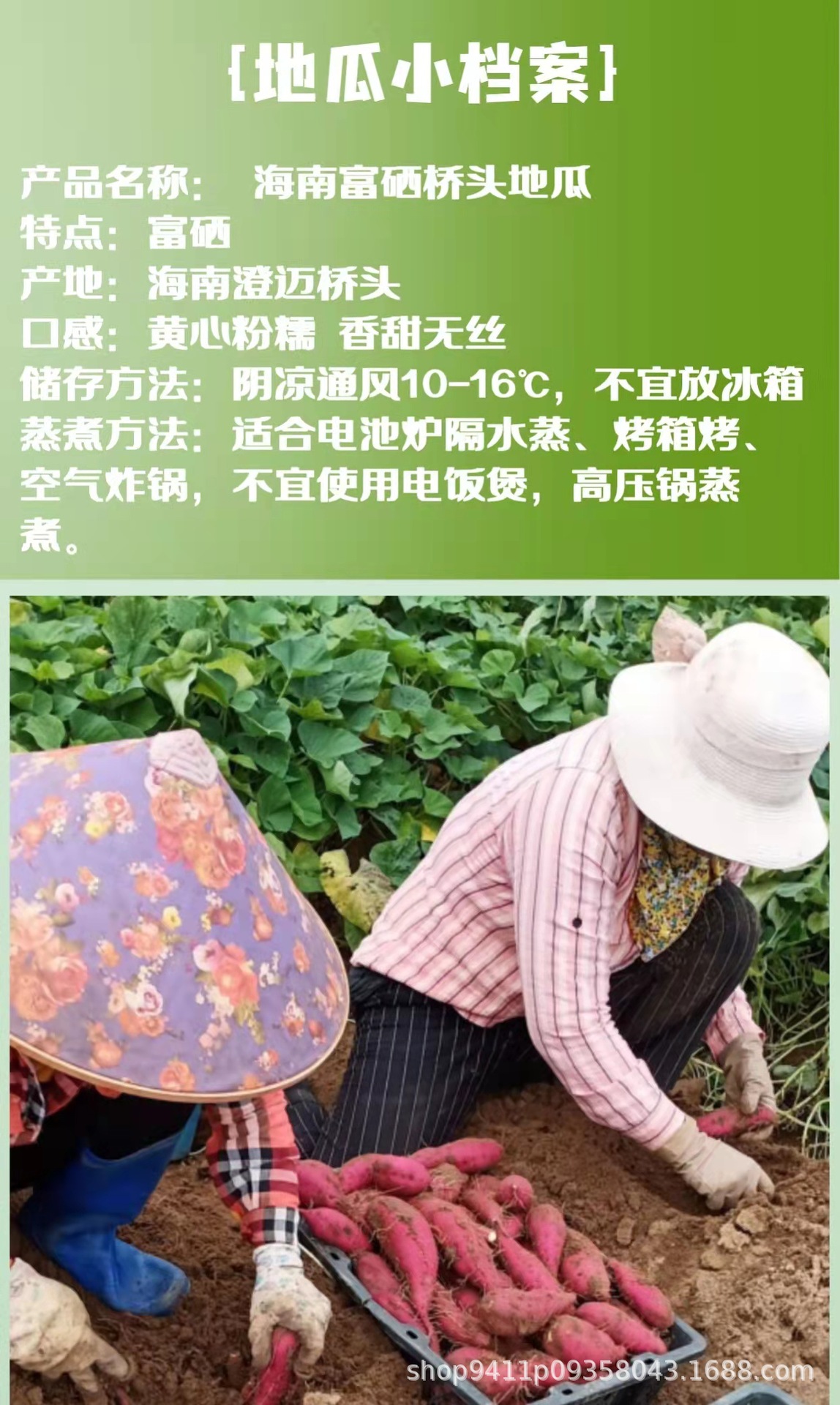 海南澄迈富硒桥头地瓜黄心沙地板栗红薯新鲜番薯顺丰礼盒一件代发
