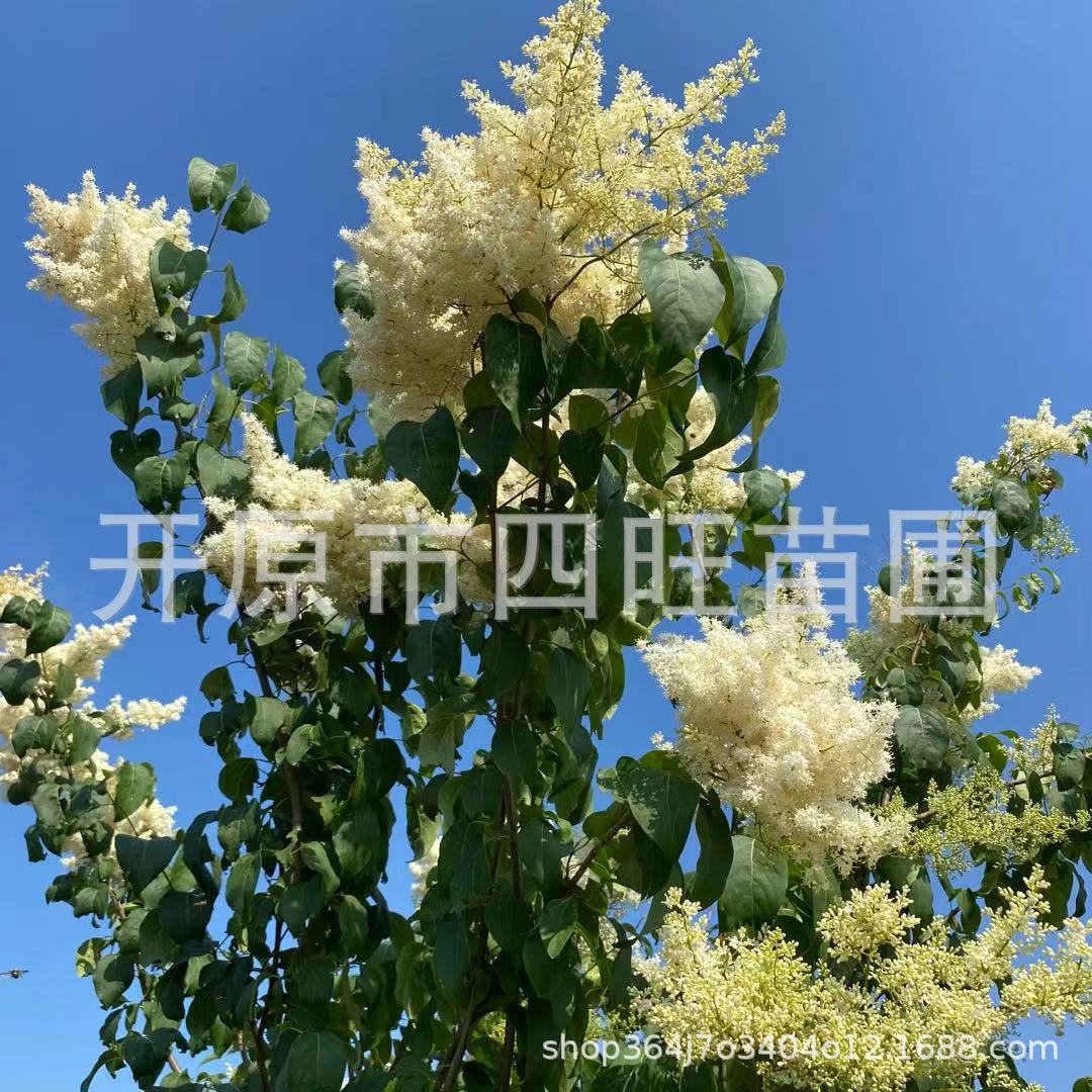 新疆内蒙甘肃宁夏丛生白丁香 暴马丁香 大树小苗吉林黑龙江-阿里巴巴