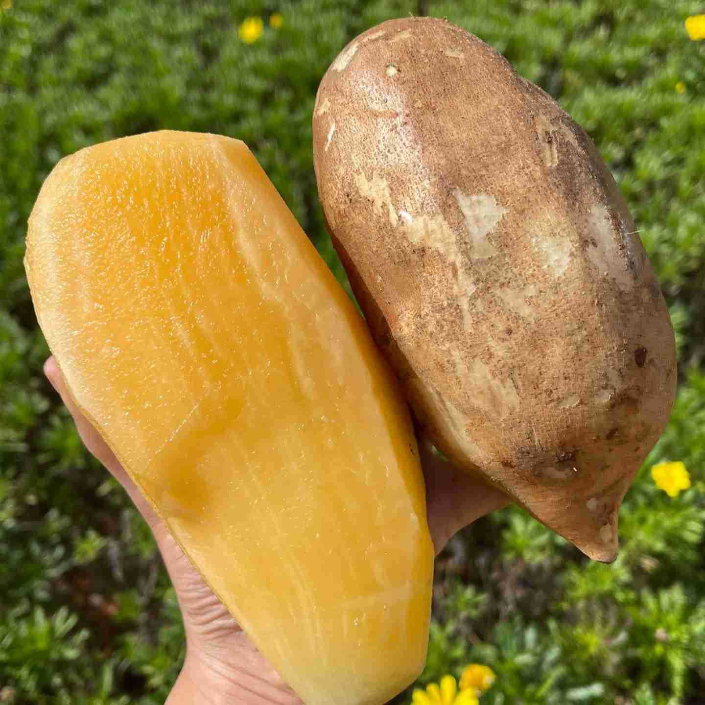 现挖正宗云南天山雪莲果红心应季新鲜脆甜水果一整箱批发-阿里巴巴