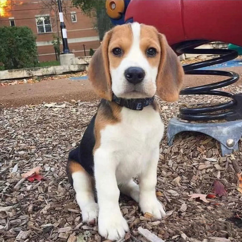 史努比原型比格犬猎兔可爱米格鲁实验犬家养小狗搞笑视频素材宠物