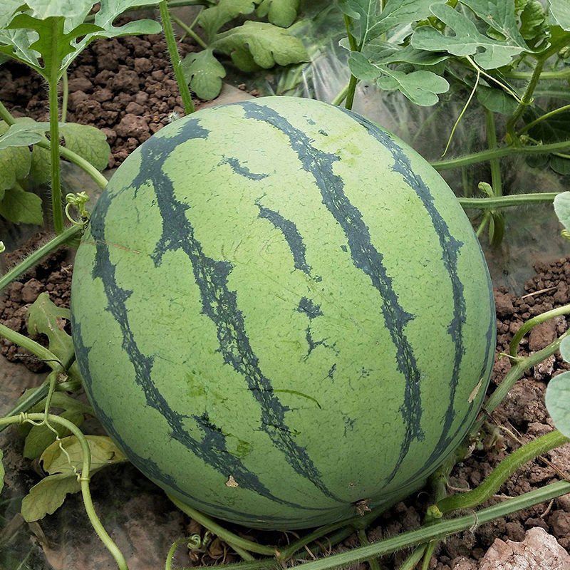 【现摘现发】新鲜水果8424西瓜水果麒麟西瓜皮薄肉甜包甜水果批发