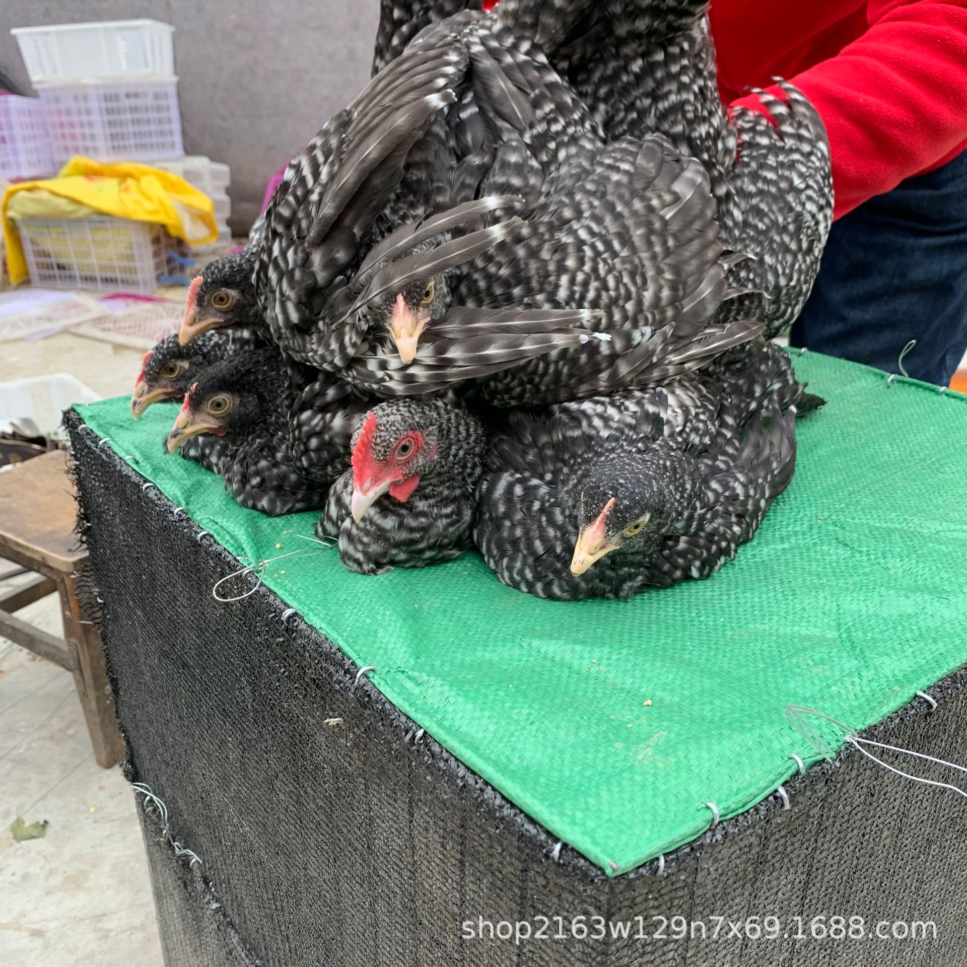农家散养绿壳蛋鸡芦花鸡活体脱温芦花鸡苗青年鸡成年公鸡种蛋价格